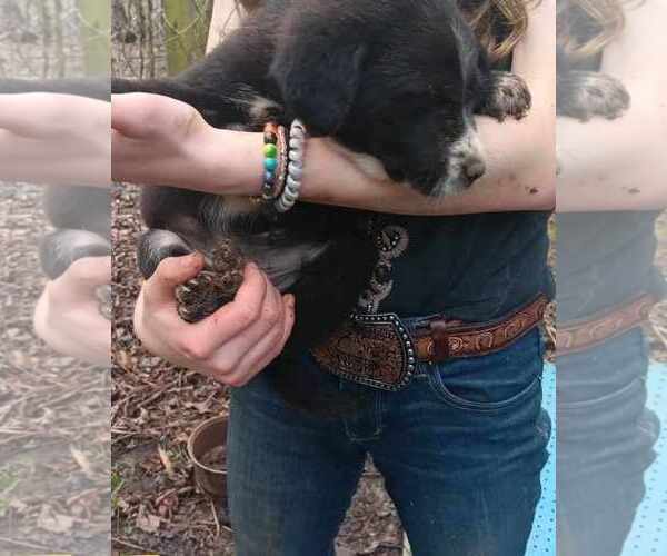 Medium Photo #4 Great Pyrenees-Unknown Mix Puppy For Sale in Horn Lake, MS, USA