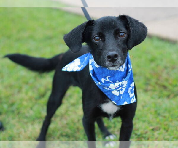 Medium Photo #6 Beagle-Unknown Mix Puppy For Sale in Cookeville, TN, USA