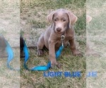 Small Photo #3 Labrador Retriever Puppy For Sale in HAGERMAN, ID, USA