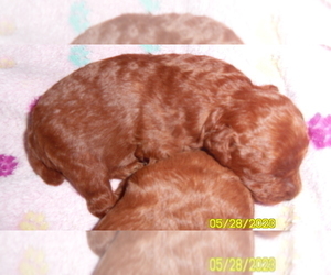 Poodle (Toy) Puppy for sale in DULUTH, GA, USA