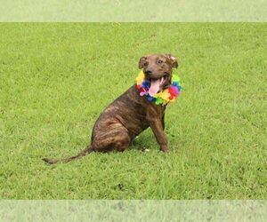 American Staffordshire Terrier-Unknown Mix Dogs for adoption in FRAMINGHAM, MA, USA