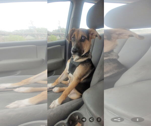 Medium Photo #1 German Shepherd Dog-Unknown Mix Puppy For Sale in Topeka, KS, USA