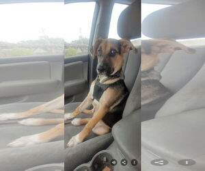 German Shepherd Dog-Unknown Mix Dogs for adoption in Topeka, KS, USA