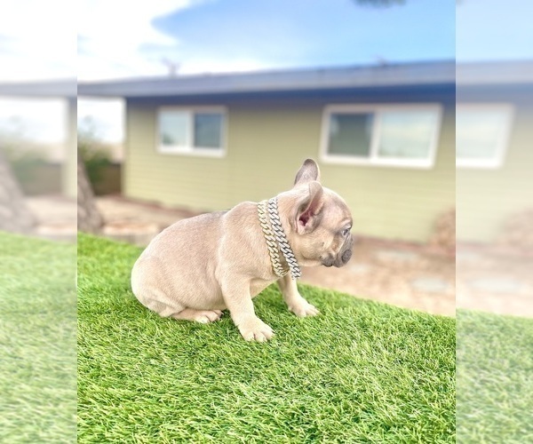 Medium Photo #12 French Bulldog Puppy For Sale in DETROIT, MI, USA