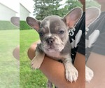 Puppy June French Bulldog