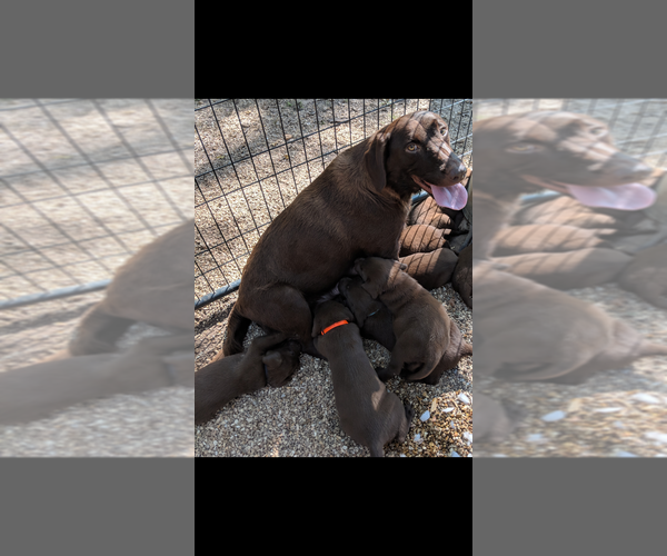 Medium Photo #1 Labrador Retriever Puppy For Sale in BRADLEYVILLE, MO, USA