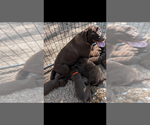 Small Photo #1 Labrador Retriever Puppy For Sale in BRADLEYVILLE, MO, USA