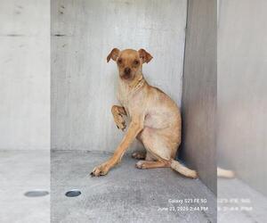 Chihuahua-Unknown Mix Dogs for adoption in San Antonio, TX, USA