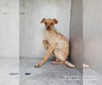 Small Chihuahua Mix
