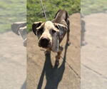 Small #5 American Pit Bull Terrier Mix