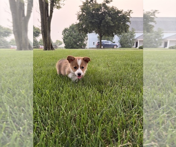 Medium Photo #33 Pembroke Welsh Corgi Puppy For Sale in MILFORD, IN, USA