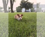 Small Photo #33 Pembroke Welsh Corgi Puppy For Sale in MILFORD, IN, USA