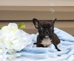 Small Photo #25 French Bulldog Puppy For Sale in LIBERTY, KY, USA