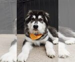 Small #4 Siberian Husky Mix