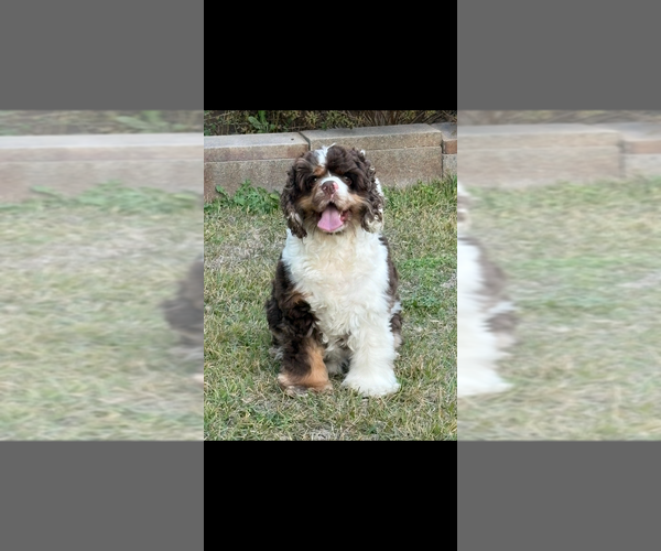 Medium Photo #1 Cocker Spaniel Puppy For Sale in LEANDER, TX, USA