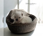 Small #4 Pomeranian