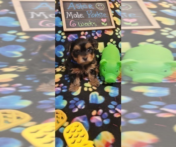 Medium Photo #111 Yorkshire Terrier Puppy For Sale in AKRON, OH, USA
