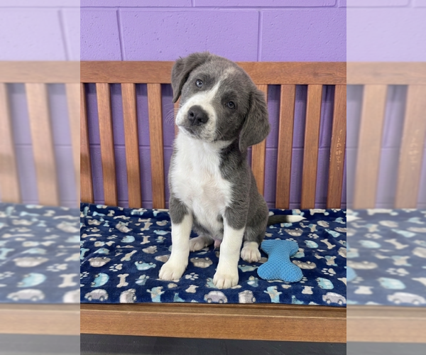 Medium Photo #1 Labrenees Puppy For Sale in Genesee, WI, USA