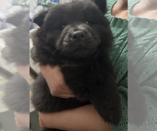 Medium Photo #4 Chow Chow Puppy For Sale in LOS ANGELES, CA, USA