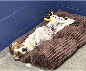 Mutt Dogs for adoption in Sterling, MA, USA