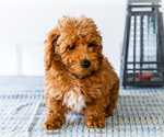 Small Photo #3 Poodle (Toy) Puppy For Sale in WAKARUSA, IN, USA