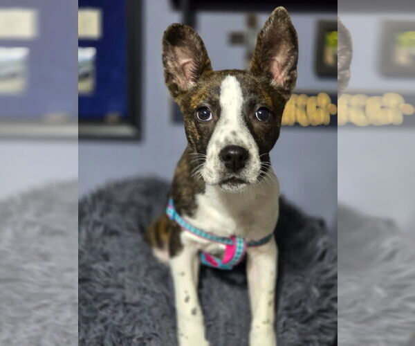 Medium Photo #1 Mountain Cur-Unknown Mix Puppy For Sale in Alexander, AR, USA