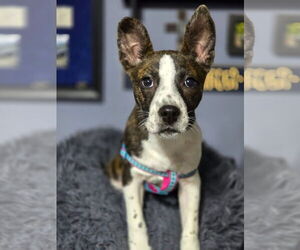 Mountain Cur-Unknown Mix Dogs for adoption in Alexander, AR, USA