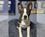 Small Mountain Cur Mix