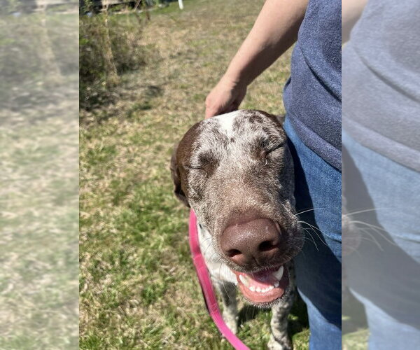 Medium Photo #4 Mutt Puppy For Sale in Candler, NC, USA