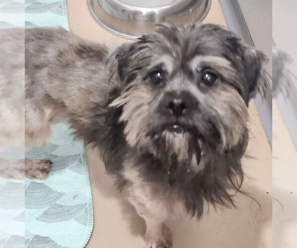 Medium Photo #1 Shih Tzu Puppy For Sale in Walnutport, PA, USA