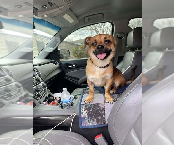 Medium Photo #3 Cheeks Puppy For Sale in Shermans Dale, PA, USA