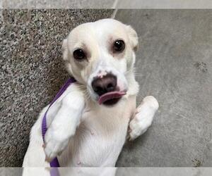 Chihuahua-Unknown Mix Dogs for adoption in Santa Rosa, CA, USA
