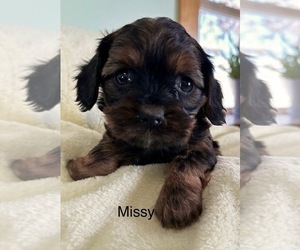 Cavapoo Puppy for sale in GILBERTSVILLE, PA, USA