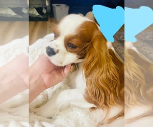 Mother of the Cavalier King Charles Spaniel puppies born on 06/30/2023