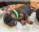 Small Photo #16 German Shepherd Dog Puppy For Sale in PINON HILLS, CA, USA