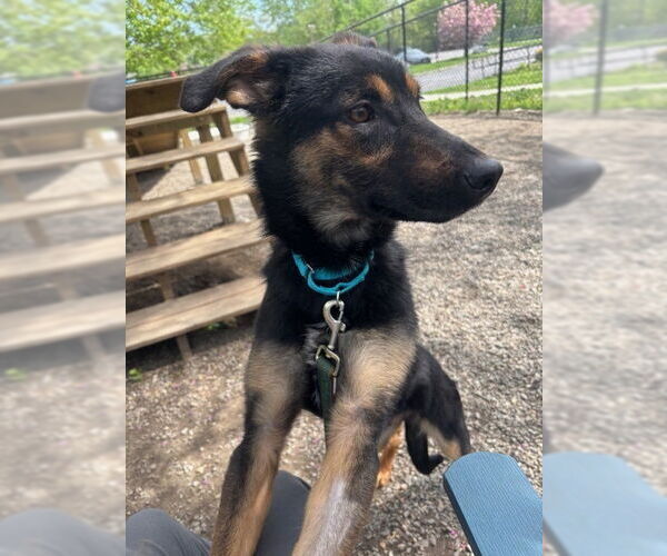 Medium Photo #4 Mutt Puppy For Sale in Elmsford, NY, USA