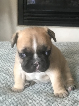 Medium Photo #1 French Bulldog Puppy For Sale in SPARKS, NV, USA