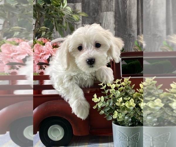 Medium Photo #2 Biton Puppy For Sale in CANOGA, NY, USA