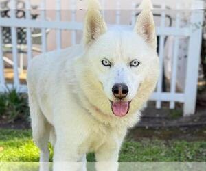 Siberian Husky Dogs for adoption in San Clemente, CA, USA