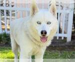 Small Siberian Husky