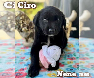 Anatolian Shepherd-Unknown Mix Dogs for adoption in Jefferson, NJ, USA