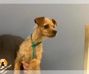 Border Terrier-Chihuahua Mix Dogs for adoption in Orange, CA, USA