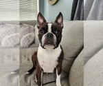 Small Photo #1 Boston Terrier Puppy For Sale in ROANOKE RAPIDS, NC, USA