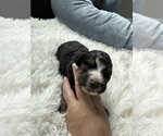 Small Photo #89 Bernedoodle Puppy For Sale in BELMONT, NC, USA