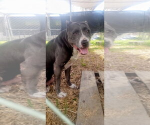 American Pit Bull Terrier Dogs for adoption in Shreveport, LA, USA
