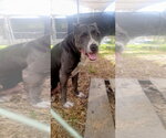 Bruno - Male American Pit Bull Terrier Dog for Adoption - Small photo