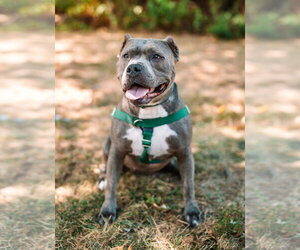 Nala - Female American Staffordshire Terrier Dog for Adoption - Photo #5