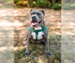 Small #4 American Staffordshire Terrier