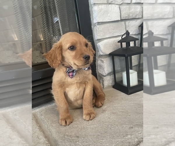 Medium Photo #5 Golden Retriever Puppy For Sale in BROOKLINE, MO, USA