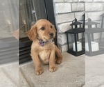 Small Photo #5 Golden Retriever Puppy For Sale in BROOKLINE, MO, USA
